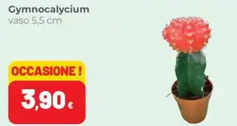 Coop Gymnocalycium offerta