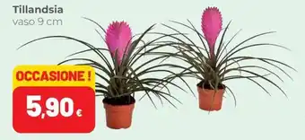 Coop Tillandsia offerta