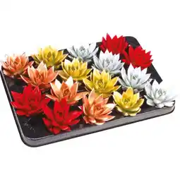 Coop ECHEVERIA DI NATALE offerta