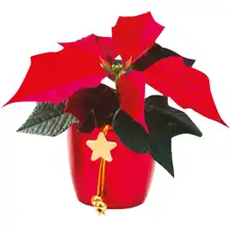 Coop CONFEZIONE REGALO STELLA DI NATALE offerta