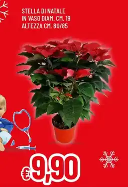 Galassia Stella di natale in vaso offerta