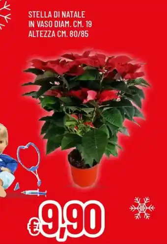 Galassia Stella di natale in vaso offerta