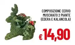 Galassia Composizione cervo muschiato 2 piante offerta