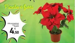 Spazio Conad Stella di natale offerta