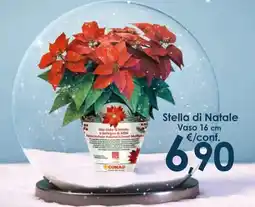 Conad Stella di Natale Vaso 16 cm offerta