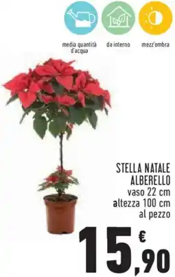 Conad Stella natale alberello offerta