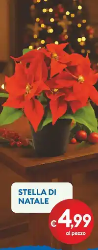 MD Discount Stella di natale offerta