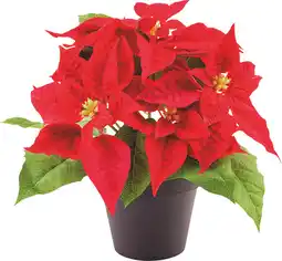 MD Discount STELLA DI NATALE offerta