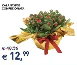 Esselunga Kalanchoe confezionata offerta