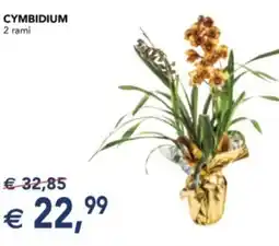 Esselunga Cymbidium 2 rami offerta