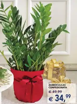 Esselunga Zamioculcas confezionata offerta