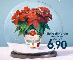 Conad Stella di Natale offerta