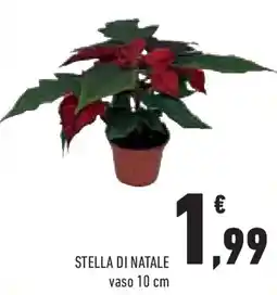 Conad Superstore Stella di natale offerta
