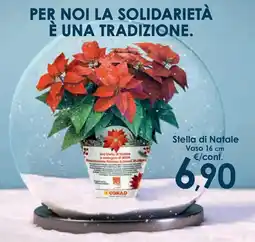 Conad Superstore Stella di Natale offerta