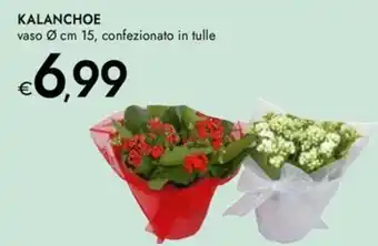 Bennet Kalanchoe offerta