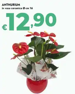 Bennet Anthurium offerta