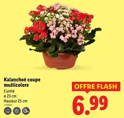 Lidl Kalanchoe coupe multicolore offerta