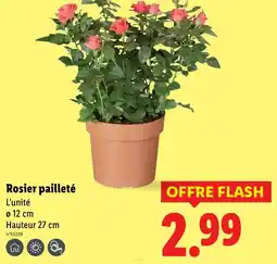 Lidl Rosier pailleté offerta
