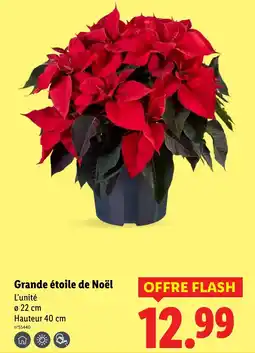 Lidl Grande étoile de Noël offerta