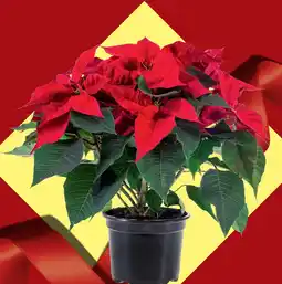 Lidl Étoile de Noël offerta