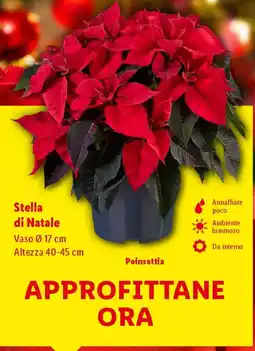 Lidl Stella di Natale offerta