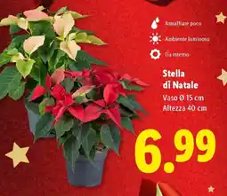 Lidl Stella di Natale offerta