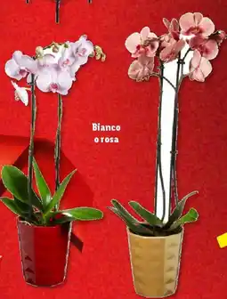 Lidl Phalaenopsis, 2 steli offerta