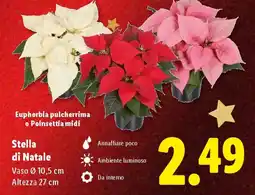 Lidl Stella di Natale offerta