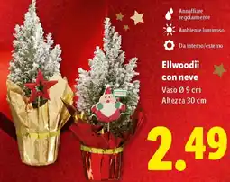 Lidl Ellwoodii con neve offerta