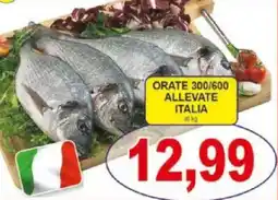 Pewex Orate 300/600 allevate italia offerta