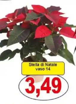 Pewex Stella di Natale vaso 14 offerta