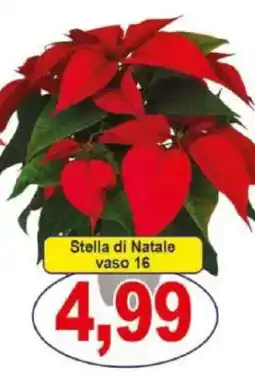 Pewex Stella di Natale vaso 16 offerta