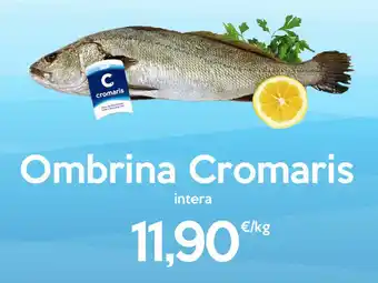 Ombrina Cromaris