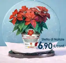 Conad City Stella di Natale offerta