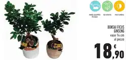 Conad Bonsai ficus ginseng offerta