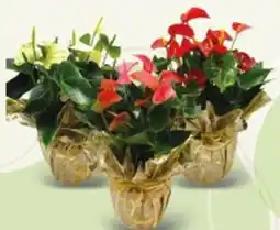 Spazio Conad Anthurium ciotola offerta