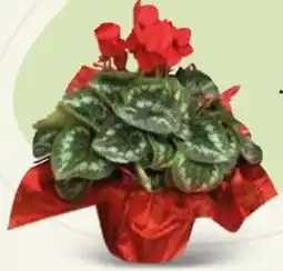 Spazio Conad Ciclamino offerta