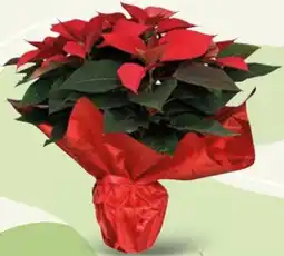 Spazio Conad Stella di natale offerta