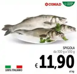 Spazio Conad Spigola CONADA offerta