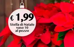 èccoMI Stella di Natale vaso 10 offerta