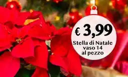 èccoMI Stella di Natale vaso 14 offerta