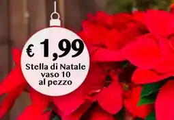 èccoMI Stella di Natale vaso 10 offerta
