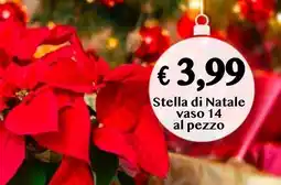 èccoMI Stella di Natale vaso 14 offerta