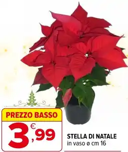 Iperal Stella di natale offerta