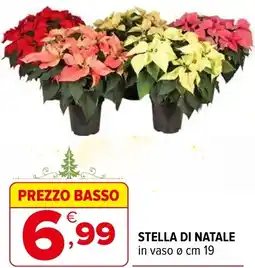 Iperal Stella di natale offerta