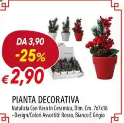 Galassia Pianta decorativa offerta