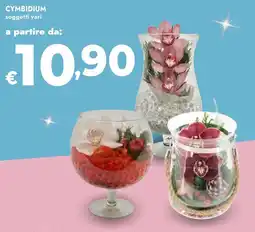 Bennet Cymbidium offerta