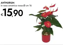 Bennet Anthurium offerta