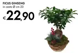 Bennet Ficus ginseng offerta