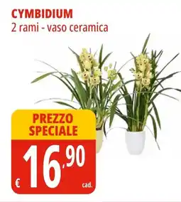 Tigros Cymbidium offerta